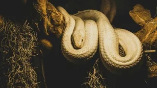 15-Foot Python Attacks Man In An Attempt To Swallow Him; Gets Stoned By Villagers